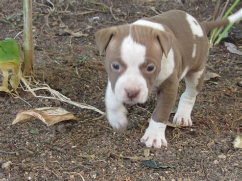Ready to go to. . Pitbull puppies for sale in indiana craigslist